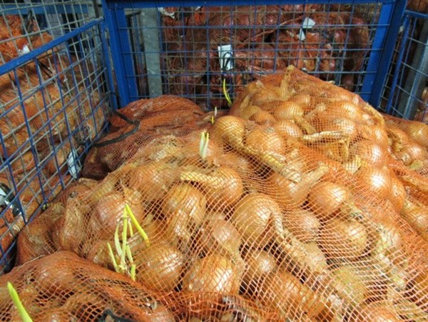 onion variety trial - storage